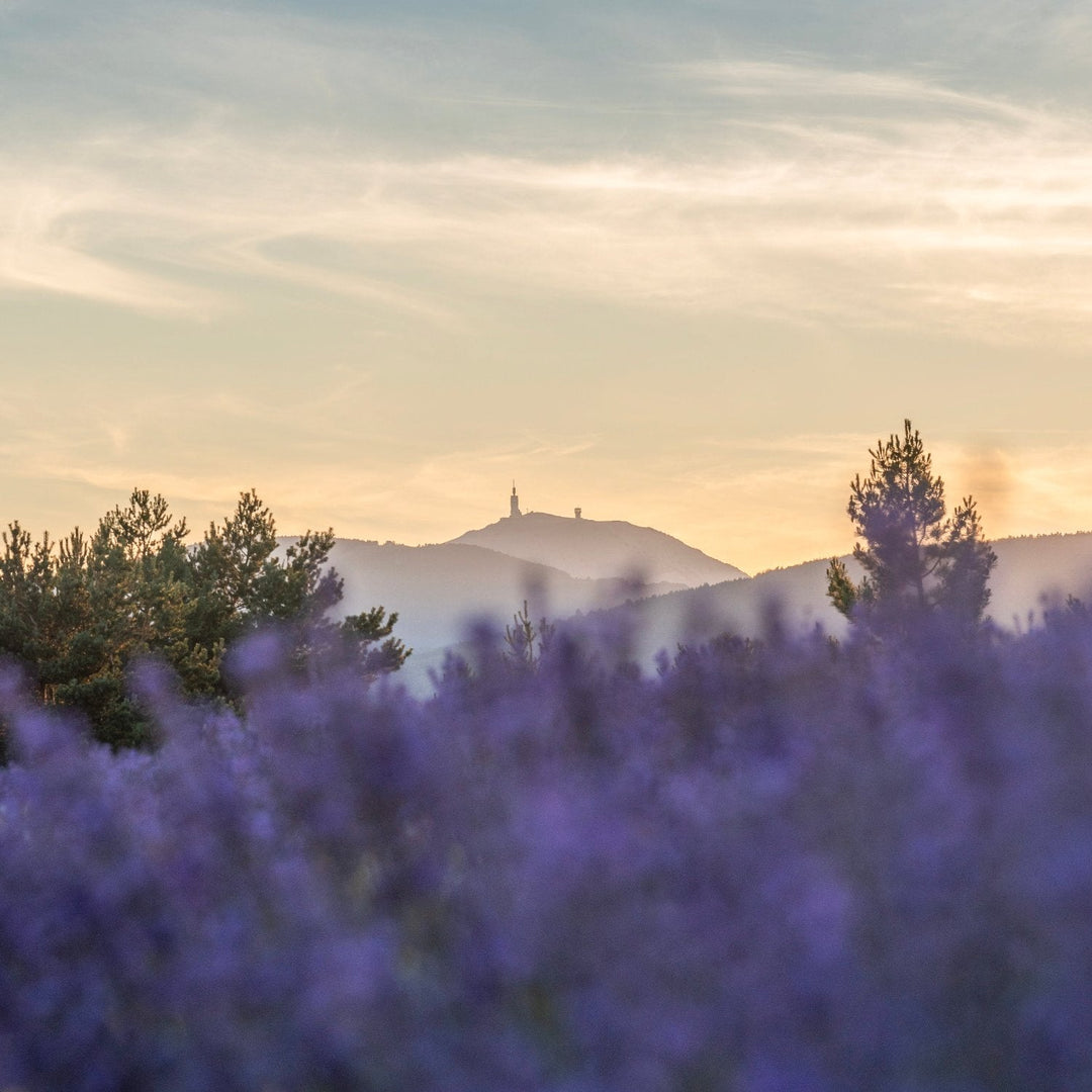 Au cœur de la Provence