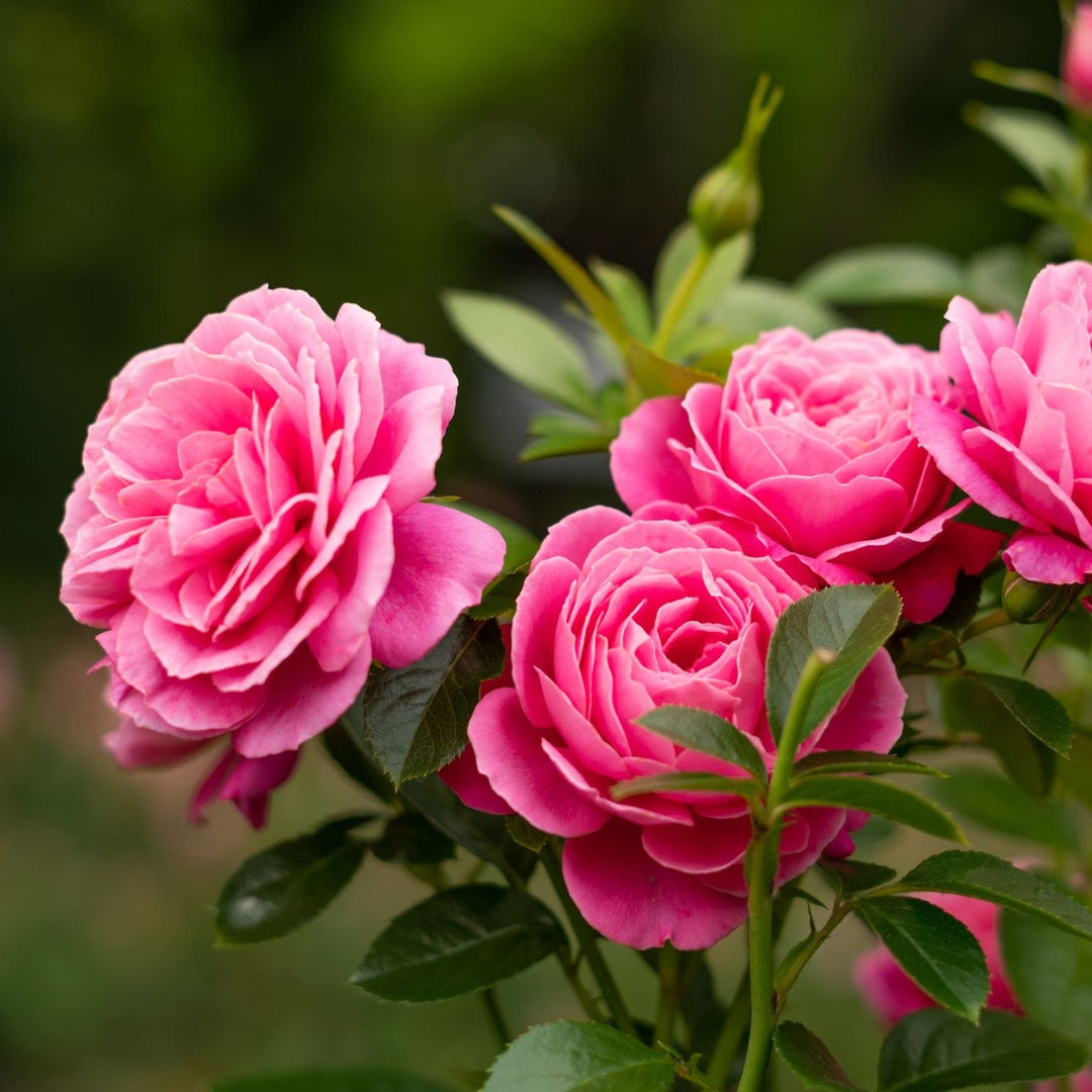 Parfum Rose pour savon