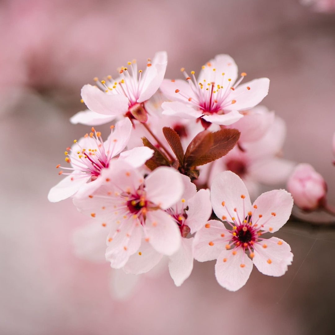 Parfum Fleur de Cerisier